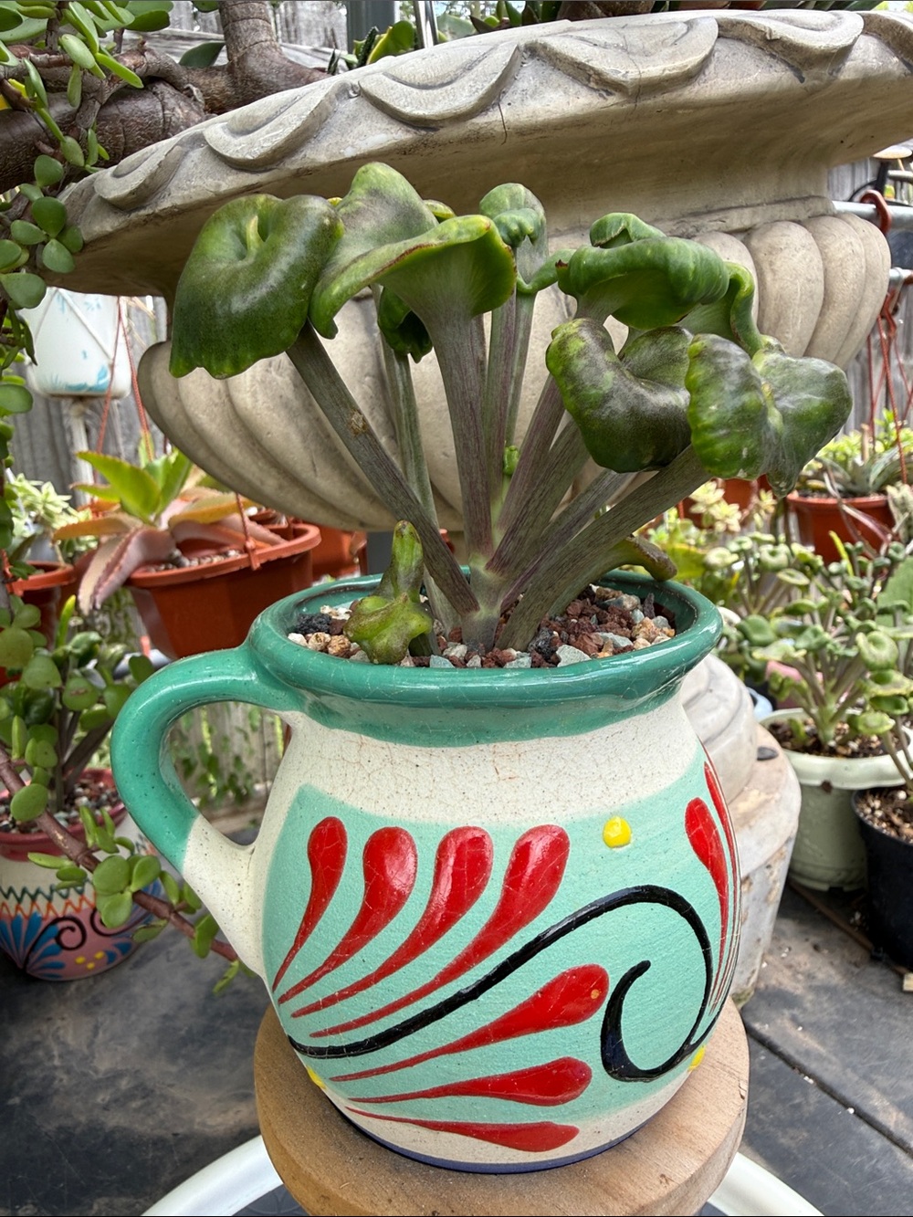Extremely Rare & Exotic Live Succulent Plant in pot “Kalanchoe Angel Trumpet”